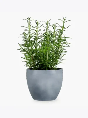 Üzüm kurusu